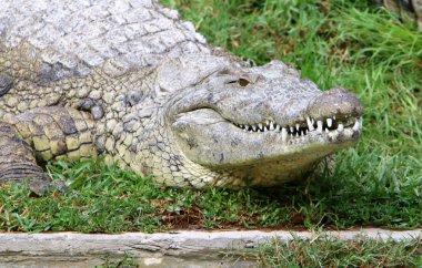 nehir kıyısında kreş Hamat Gader Kuzey İsrail timsahlar yaşıyor 