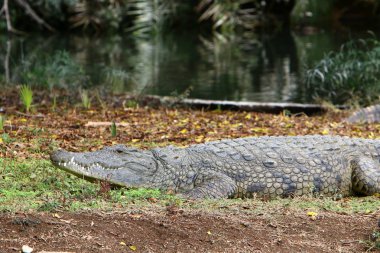 nehir kıyısında kreş Hamat Gader Kuzey İsrail timsahlar yaşıyor 