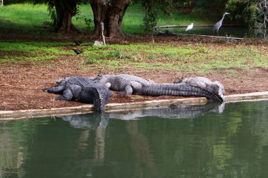 nehir kıyısında kreş Hamat Gader Kuzey İsrail timsahlar yaşıyor 