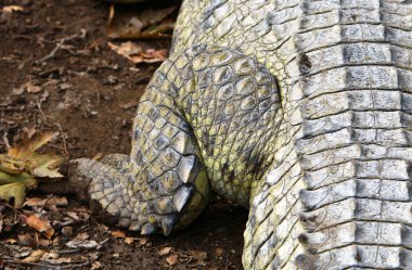 nehir kıyısında kreş Hamat Gader Kuzey İsrail timsahlar yaşıyor 
