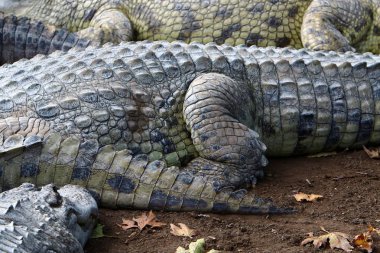 nehir kıyısında kreş Hamat Gader Kuzey İsrail timsahlar yaşıyor 