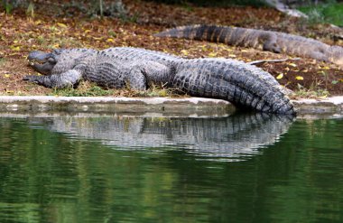 nehir kıyısında kreş Hamat Gader Kuzey İsrail timsahlar yaşıyor 