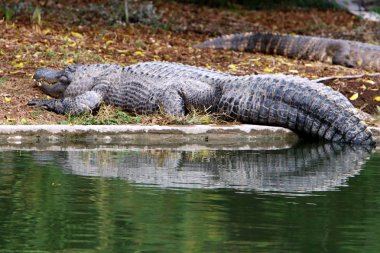 nehir kıyısında kreş Hamat Gader Kuzey İsrail timsahlar yaşıyor 