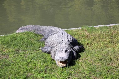 nehir kıyısında kreş Hamat Gader Kuzey İsrail timsahlar yaşıyor 