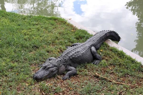 Crocodiles Vivent Sur Rive Rivière Dans Pépinière Hamat Gader Dans — Photo