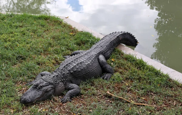 Crocodiles Live River Bank Nursery Hamat Gader Northern Israel — Stock Photo, Image