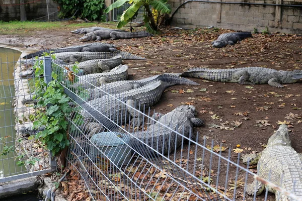 Crocodiles Vivent Sur Rive Rivière Dans Pépinière Hamat Gader Dans — Photo