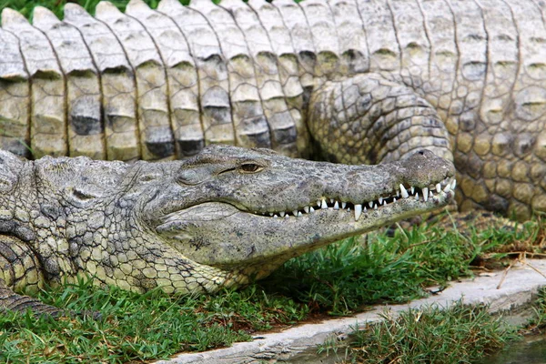 Krokodiler Bor Älvstranden Barnkammaren Hamat Gader Norra Israel — Stockfoto