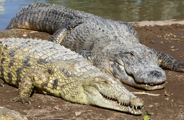 Crocodilii Trăiesc Malul Râului Grădinița Hamat Gader Din Nordul Israelului — Fotografie, imagine de stoc