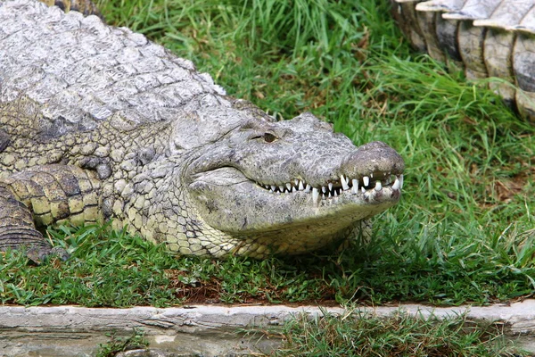 Crocodiles Vivent Sur Rive Rivière Dans Pépinière Hamat Gader Dans — Photo