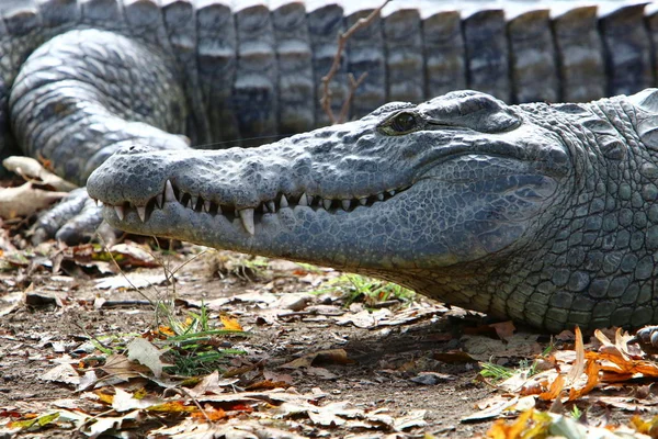 Cocodrilos Viven Orilla Del Río Vivero Hamat Gader Norte Israel — Foto de Stock