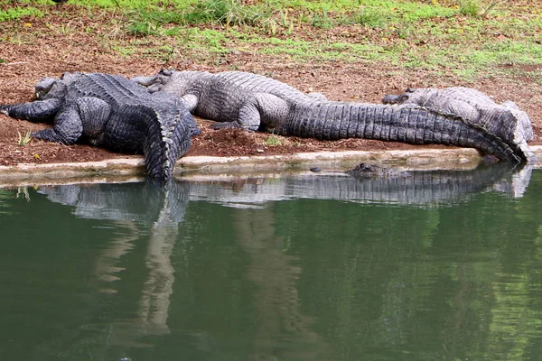 Crocodiles Vivent Sur Rive Rivière Dans Pépinière Hamat Gader Dans — Photo