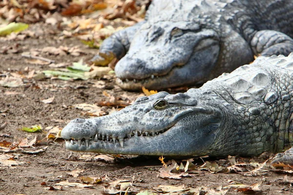 Crocodiles Vivent Sur Rive Rivière Dans Pépinière Hamat Gader Dans — Photo