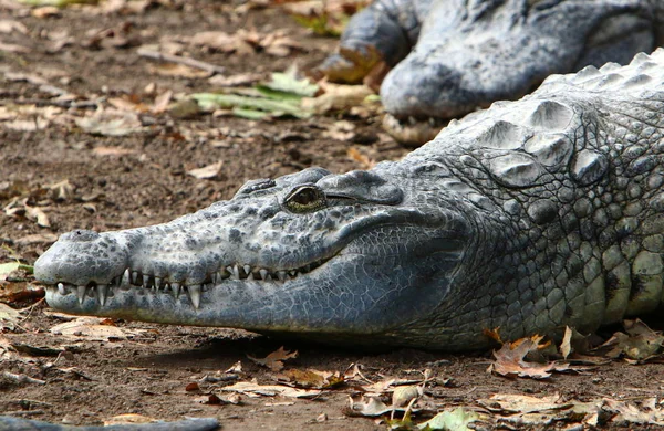 Crocodiles Live River Bank Nursery Hamat Gader Northern Israel — Stock Photo, Image