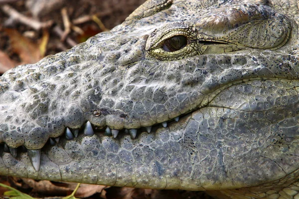 Crocodiles Vivent Sur Rive Rivière Dans Pépinière Hamat Gader Dans — Photo