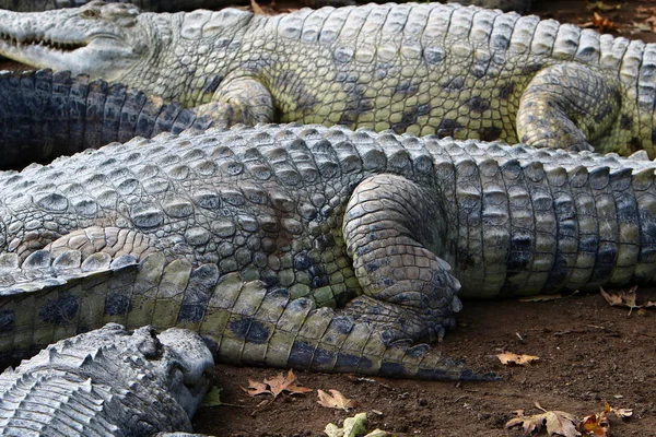 Crocodilos Vivem Margem Rio Berçário Hamat Gader Norte Israel — Fotografia de Stock