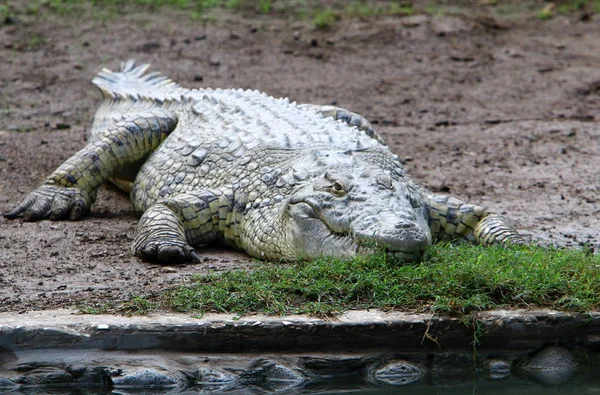 Crocodilos Vivem Margem Rio Berçário Hamat Gader Norte Israel — Fotografia de Stock