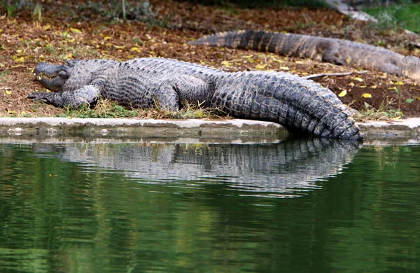 Buaya Hidup Tepi Sungai Kamar Bayi Hamat Gader Israel Utara — Stok Foto