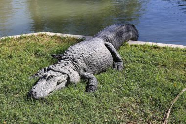 nehir kıyısında kreş Hamat Gader Kuzey İsrail timsahlar yaşıyor 