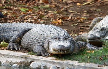 nehir kıyısında kreş Hamat Gader Kuzey İsrail timsahlar yaşıyor 