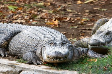 nehir kıyısında kreş Hamat Gader Kuzey İsrail timsahlar yaşıyor 