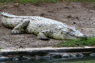 nehir kıyısında kreş Hamat Gader Kuzey İsrail timsahlar yaşıyor 