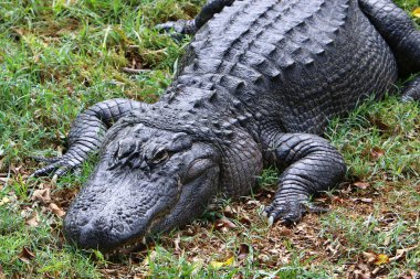 nehir kıyısında kreş Hamat Gader Kuzey İsrail timsahlar yaşıyor 