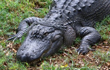 nehir kıyısında kreş Hamat Gader Kuzey İsrail timsahlar yaşıyor 