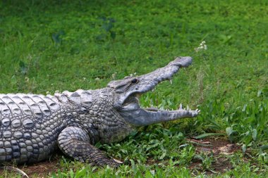 nehir kıyısında kreş Hamat Gader Kuzey İsrail timsahlar yaşıyor 