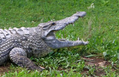 nehir kıyısında kreş Hamat Gader Kuzey İsrail timsahlar yaşıyor 