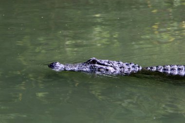 nehir kıyısında kreş Hamat Gader Kuzey İsrail timsahlar yaşıyor 