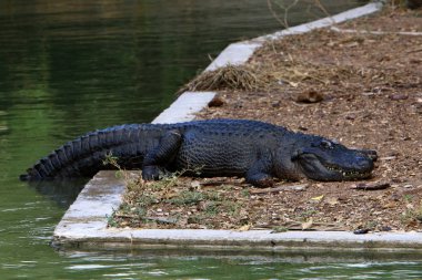 nehir kıyısında kreş Hamat Gader Kuzey İsrail timsahlar yaşıyor 