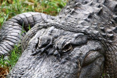 nehir kıyısında kreş Hamat Gader Kuzey İsrail timsahlar yaşıyor 