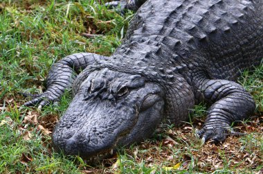 nehir kıyısında kreş Hamat Gader Kuzey İsrail timsahlar yaşıyor 