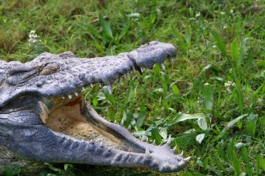 nehir kıyısında kreş Hamat Gader Kuzey İsrail timsahlar yaşıyor 
