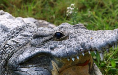 nehir kıyısında kreş Hamat Gader Kuzey İsrail timsahlar yaşıyor 