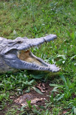 nehir kıyısında kreş Hamat Gader Kuzey İsrail timsahlar yaşıyor 