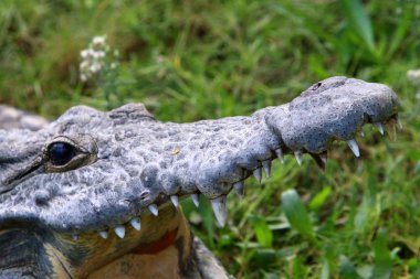 nehir kıyısında kreş Hamat Gader Kuzey İsrail timsahlar yaşıyor 