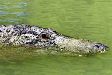 nehir kıyısında kreş Hamat Gader Kuzey İsrail timsahlar yaşıyor 