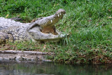 nehir kıyısında kreş Hamat Gader Kuzey İsrail timsahlar yaşıyor 