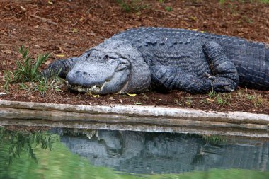 nehir kıyısında kreş Hamat Gader Kuzey İsrail timsahlar yaşıyor 
