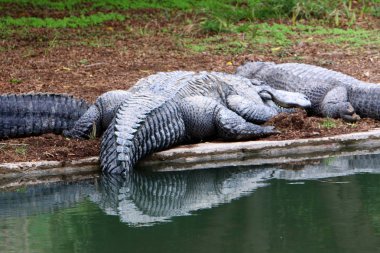 nehir kıyısında kreş Hamat Gader Kuzey İsrail timsahlar yaşıyor 
