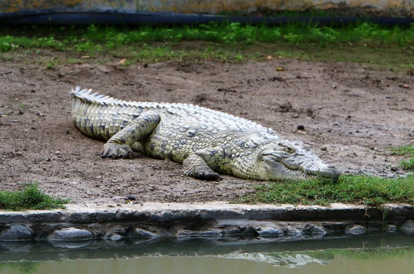 Crocodiles Vivent Sur Rive Rivière Dans Pépinière Hamat Gader Dans — Photo