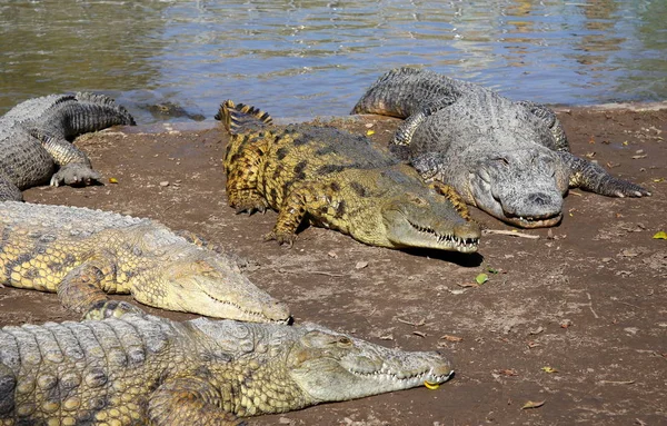 Crocodiles Vivent Sur Rive Rivière Dans Pépinière Hamat Gader Dans — Photo