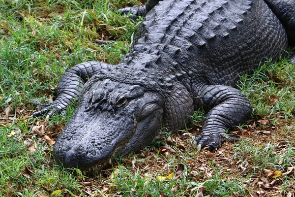 Crocodiles Live River Bank Nursery Hamat Gader Northern Israel — Stock Photo, Image