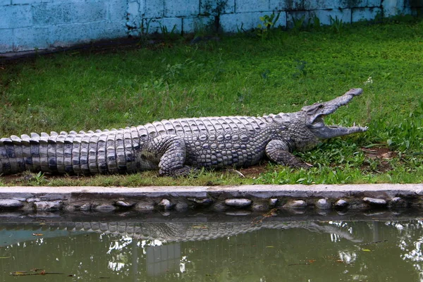 Crocodilos Vivem Margem Rio Berçário Hamat Gader Norte Israel — Fotografia de Stock