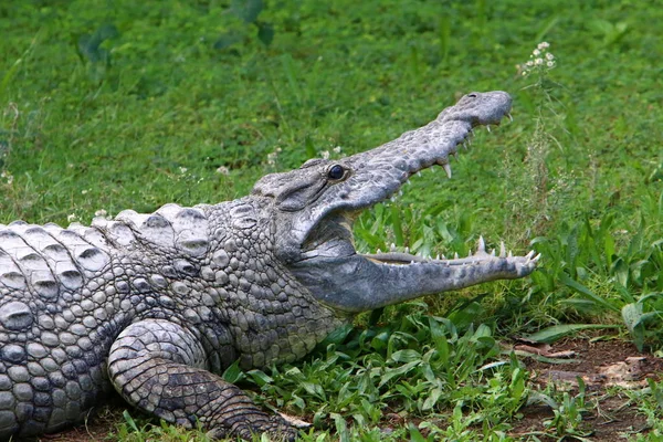 Crocodiles Live River Bank Nursery Hamat Gader Northern Israel — Stock Photo, Image