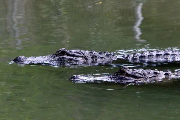 Crocodilos Vivem Margem Rio Berçário Hamat Gader Norte Israel — Fotografia de Stock