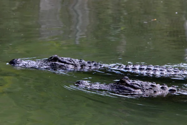 Crocodilos Vivem Margem Rio Berçário Hamat Gader Norte Israel — Fotografia de Stock