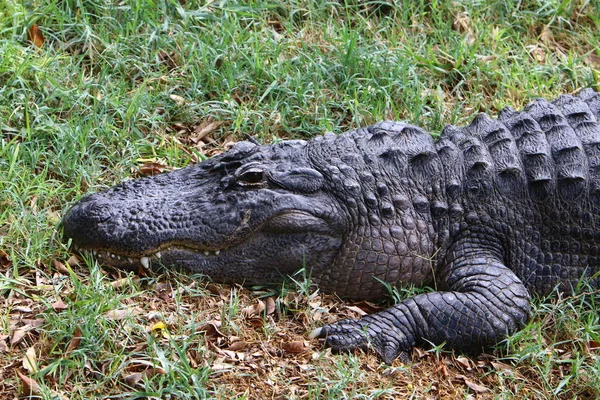 Crocodilos Vivem Margem Rio Berçário Hamat Gader Norte Israel — Fotografia de Stock